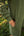 Vestido Matía Verde Musgo