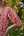 Vestido Melissa Pico Flor Vintage