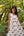 Vestido Gina Midi Beige Palmera