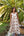 Vestido Gina Midi Beige Palmera